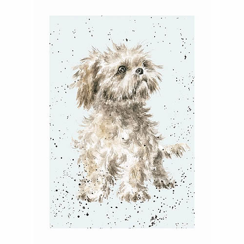 Shih Tzu Card (Max) - Click Image to Close